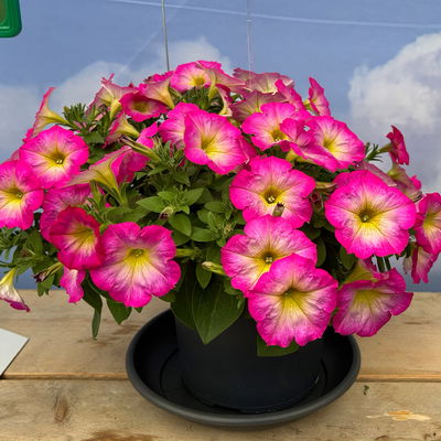 Petunie, pink-gelb, hängend, Topf-Ø 13 cm, 6 Pflanzen Petunie, pink-gelb, hängend, Topf-Ø 13 cm, 6 Pflanzen