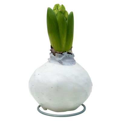 Hyazinthe in Wachs, weiß-rot zufällig, 4 Stück Hyazinthe in Wachs, weiß-rot zufällig, 4 Stück