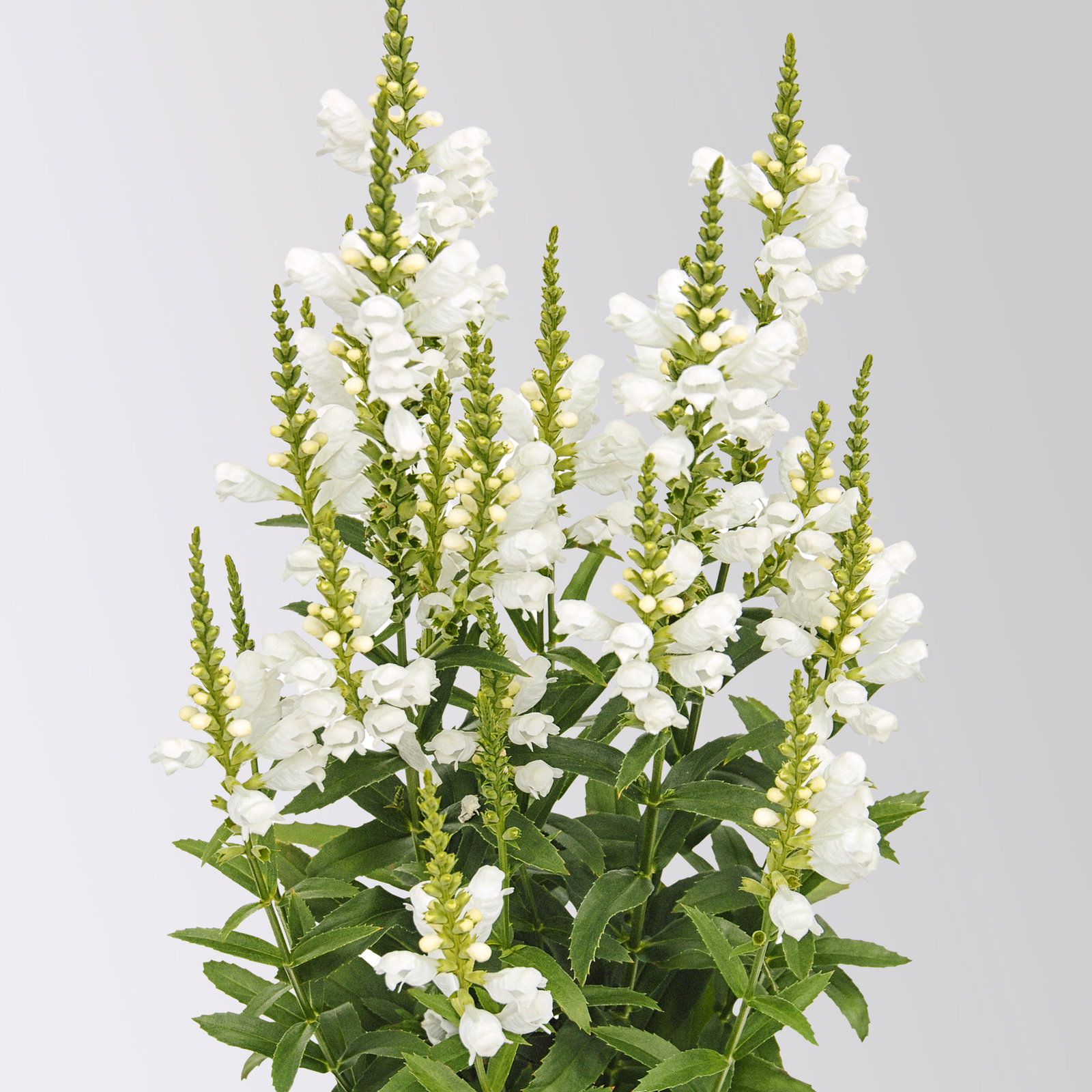 Gelenkblume 'Snow Dragon', weiß, Topf 3 Liter