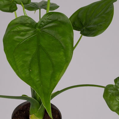 Alocasia 'Cucullata', Topf-Ø 17 cm, Höhe ca. 65 cm