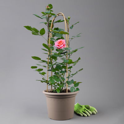 Duftende Edelrose 'Augusta Luise®', rose-aprikot, Doppelbogen, Topf 10 Liter Duftende Edelrose 'Augusta Luise®', rose-aprikot, Doppelbogen, Topf 10 Liter