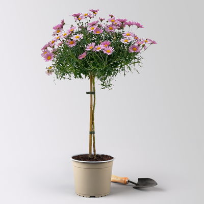 Margerite, rosa, Stamm, Topf-Ø 19 cm Margerite, rosa, Stamm, Topf-Ø 19 cm