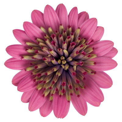 Osteospermum rosa/lila gefüllt, Topf-Ø 12 cm, 6 Stück Osteospermum rosa/lila gefüllt, Topf-Ø 12 cm, 6 Stück