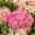 Garten-Fetthenne 'Herbstfreude' rosa, Topf-Ø 11 cm, 3er-Set