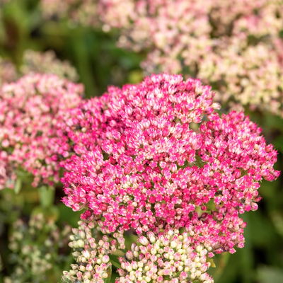 Hohe Fetthenne 'Herbstfreude', rosa, Topf-Ø 13 cm, 6er-Set