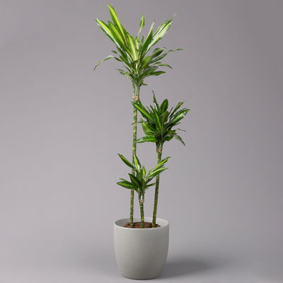 Duftender Drachenbaum 'Cintho', Topf-Ø 24 cm, Höhe ca. 150 cm