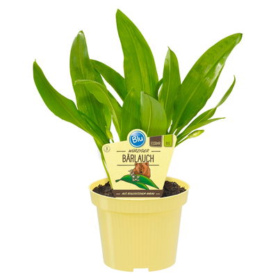 Blu Bio Bärlauch, Topf-Ø 12 cm, 3er-Set