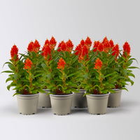 Celosia 'Kelos Fire Orange' orange, Topf-Ø 12 cm, 6 Stück