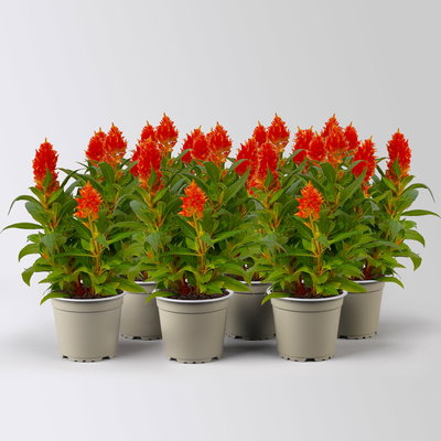 Celosia 'Kelos Fire Orange', orange, Topf-Ø 12 cm, 6 Pflanzen