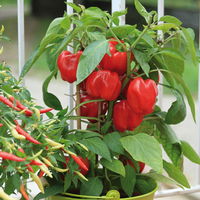 Snack-Paprika 'Midinor Red', 'Snackor Yellow', 'Snackor Orange' inkl. Greenbar®