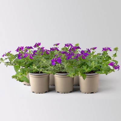 Eisenkraut blau, Topf-Ø 12 cm, 6 Stück