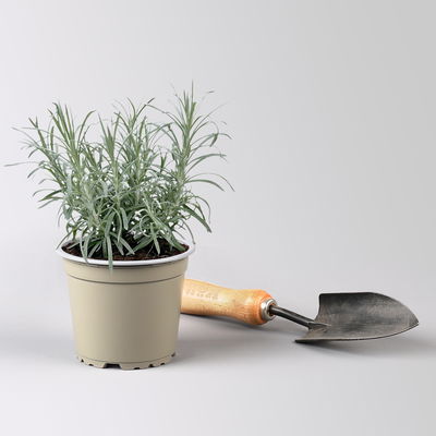 Bio Currykraut, Topf-Ø 12cm