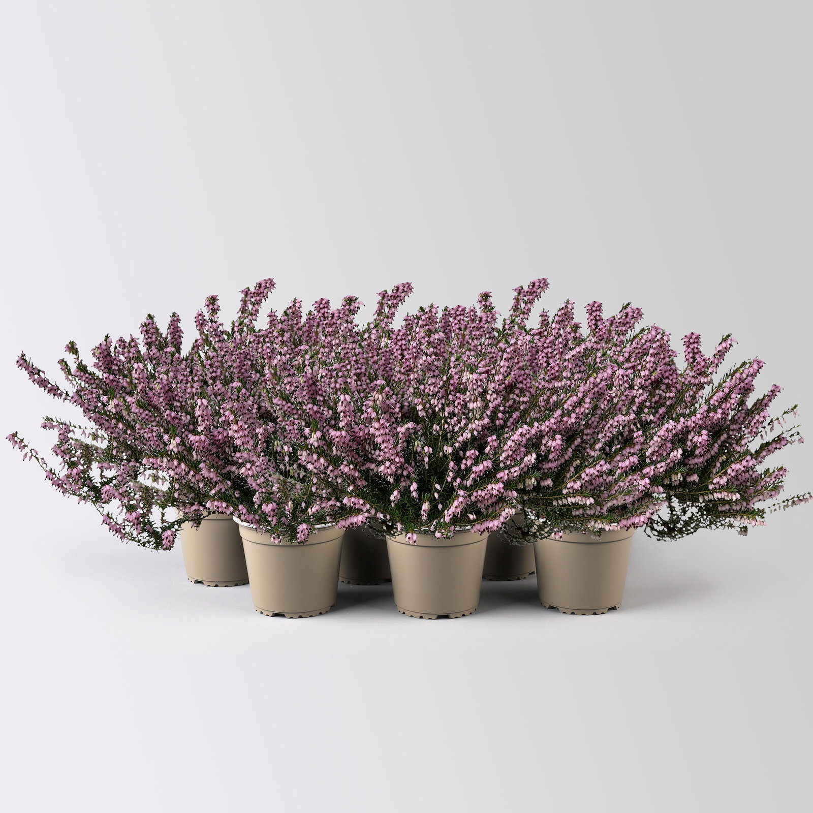 Winterheide, rosa, Topf-Ø 13 cm, 6 Pflanzen