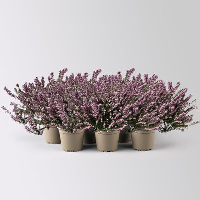 Winterheide, rosa, Topf-Ø 13 cm, 6 Pflanzen