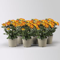 Chrysantheme 'HoiHoi,rot-gelb, Topf-Ø 12 cm, 6 Pflanzen Chrysantheme 'HoiHoi,rot-gelb, Topf-Ø 12 cm, 6 Pflanzen