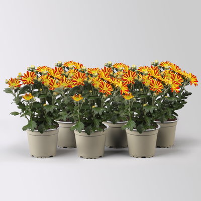 Chrysantheme 'HoiHoi,rot-gelb, Topf-Ø 12 cm, 6 Pflanzen Chrysantheme 'HoiHoi,rot-gelb, Topf-Ø 12 cm, 6 Pflanzen