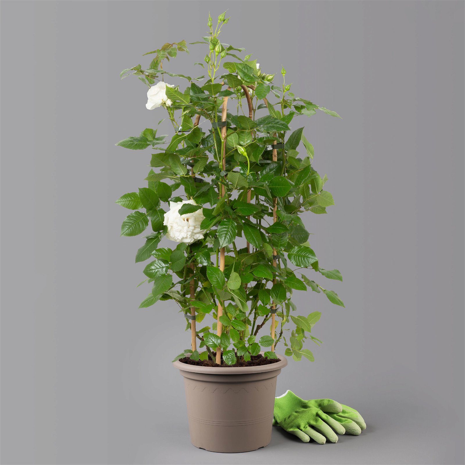 Duftende Beetrose 'Die Rose Ihrer Majestät'® (Beainesza), weiss, Topf 7,5 Liter