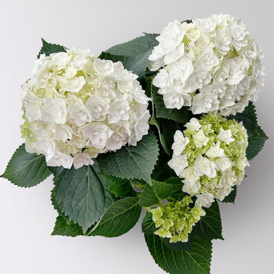 Hortensie 'Florencia' weiß, 3+Dolden, Topf-Ø 10 cm, 2er-Set Hortensie 'Florencia' weiß, 3+Dolden, Topf-Ø 10 cm, 2er-Set