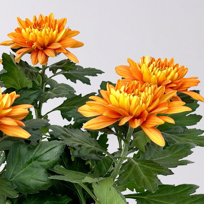 Chrysantheme 'Chrysanne® Zembla', orange, großblumig, Topf-Ø 17cm, 2 Pflanzen Chrysantheme 'Chrysanne® Zembla', orange, großblumig, Topf-Ø 17cm, 2 Pflanzen