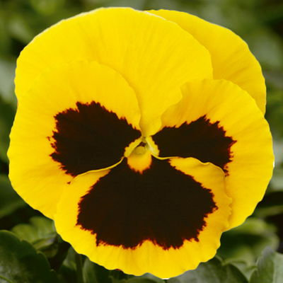 Stiefmütterchen 'Trio' gelb-weiß-orange, Topf-Ø 13 cm, 6 Pflanzen Stiefmütterchen 'Trio' gelb-weiß-orange, Topf-Ø 13 cm, 6 Pflanzen