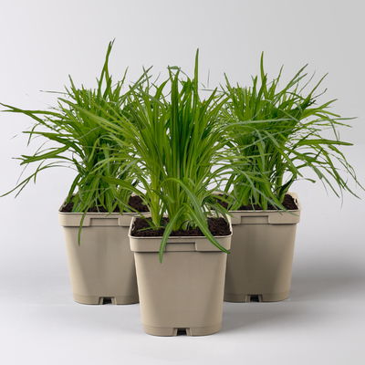 Bio Margerite 'Polaris' weiß, Topf 11x11 cm, 3 Pflanzen