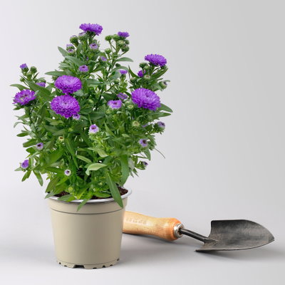Pflanzenkreation Sommerspaziergang, 6 Pflanzen inkl. Erde und Dünger Pflanzenkreation Sommerspaziergang, 6 Pflanzen inkl. Erde und Dünger