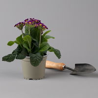 Garten-Schlüsselblume 'Little Queen' lila-gelb, Topf-Ø 13 cm, 6er-Set