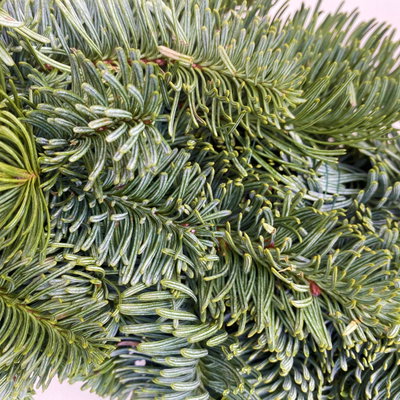 Adventskranz, Nobilistanne, rund gebunden, ca. 40 cm Ø Adventskranz, Nobilistanne, rund gebunden, ca. 40 cm Ø