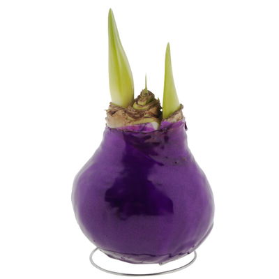 Amaryllis in Wachs XL XL, Dekor 'Superior Purple', Blüte weiß