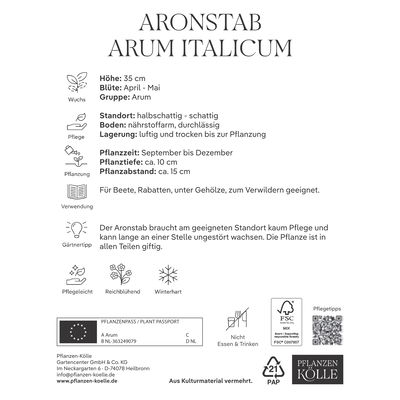 Arum Italicum, der Aronstab, für schattige Lagen, Größe 10+, 2 Blumenzwiebeln Arum Italicum, der Aronstab, für schattige Lagen, Größe 10+, 2 Blumenzwiebeln