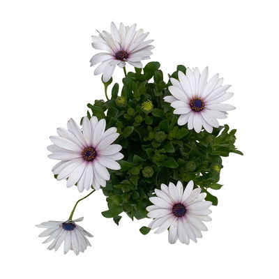 Kapkörbchen weiß, Topf-Ø 12 cm, 6er-Set