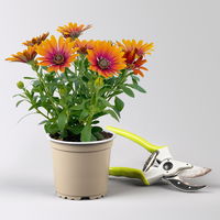 Pflanzenkreation 'Tequila Sunrise', 12 Pflanzen inkl. Erde und Dünger