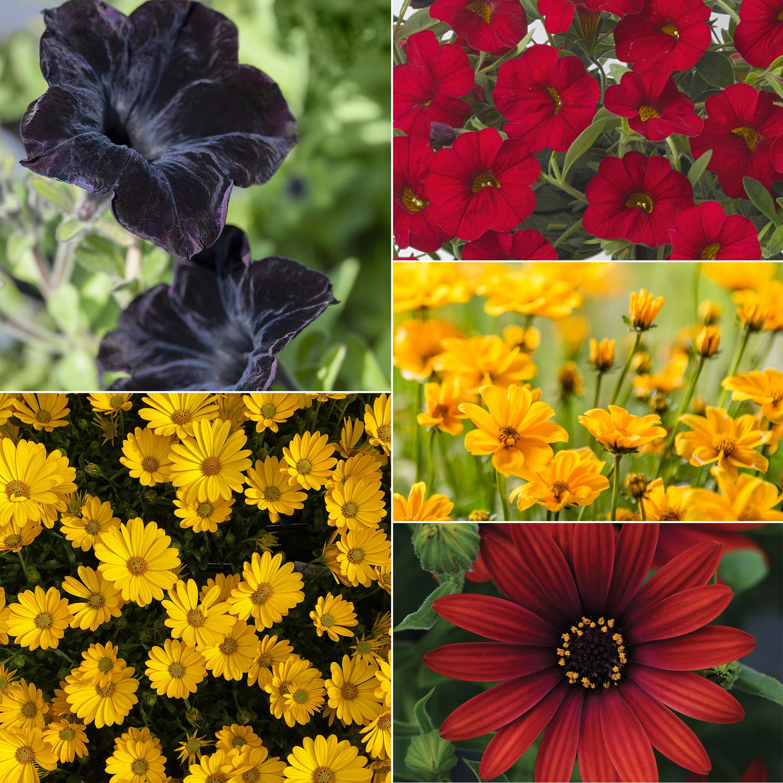 Pflanzenkreation 'WM-Edition', 6 Pflanzen inkl. Erde und Dünger Pflanzenkreation 'WM-Edition', 6 Pflanzen inkl. Erde und Dünger