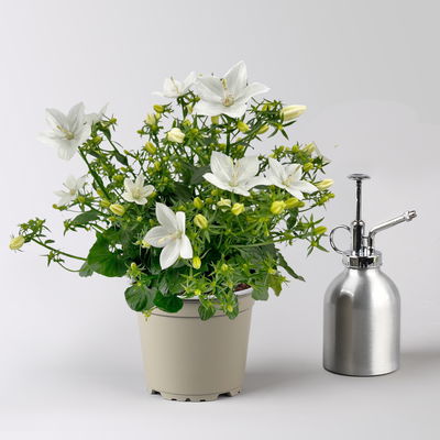 Glockenblume 'Spring Bell®', weiß, Topf-Ø 12 cm, 3 Pflanzen
