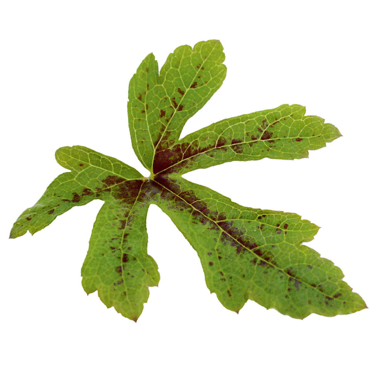 Bio Schaumblüte 'Spring Symphony', rosa, Topf-Ø 12 cm, 3 Pflanzen