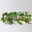 Zimmerpflanzenset 'Porzellanblumenliebe', Topf-Ø 10,5 cm, 3 Pflanzen Zimmerpflanzenset 'Porzellanblumenliebe', Topf-Ø 10,5 cm, 3 Pflanzen