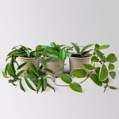 Zimmerpflanzenset 'Porzellanblumenliebe', Topf-Ø 10,5 cm, 3 Pflanzen Zimmerpflanzenset 'Porzellanblumenliebe', Topf-Ø 10,5 cm, 3 Pflanzen