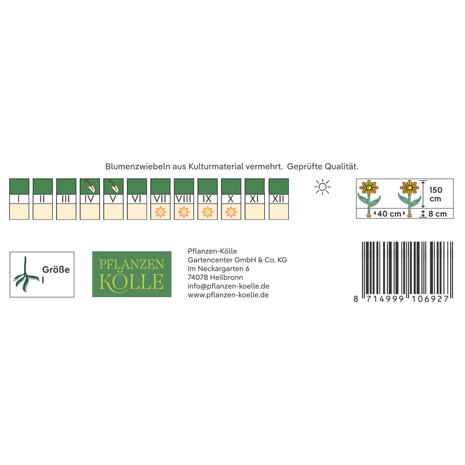 Kölles Beste Indisches Blumenrohr 'Crimson Beauty', rot, 1 Blumenzwiebel