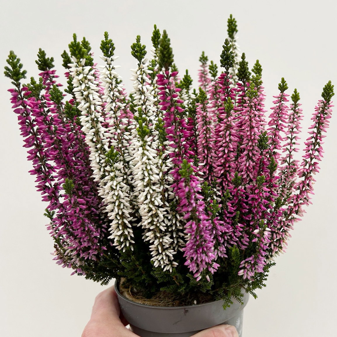 Calluna 'Beauty Ladies® Harmony' Trio, lila-rosa-weiß, Topf-Ø 11 cm, 6 Pflanzen Calluna 'Beauty Ladies® Harmony' Trio, lila-rosa-weiß, Topf-Ø 11 cm, 6 Pflanzen
