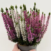 Calluna 'Beauty Ladies® Harmony' Trio, lila-rosa-weiß, Topf-Ø 11 cm, 6 Pflanzen Calluna 'Beauty Ladies® Harmony' Trio, lila-rosa-weiß, Topf-Ø 11 cm, 6 Pflanzen