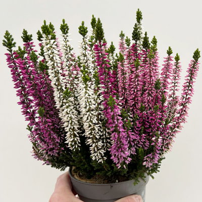 Calluna 'Beauty Ladies® Harmony' Trio, lila-rosa-weiß, Topf-Ø 11 cm, 6 Pflanzen Calluna 'Beauty Ladies® Harmony' Trio, lila-rosa-weiß, Topf-Ø 11 cm, 6 Pflanzen