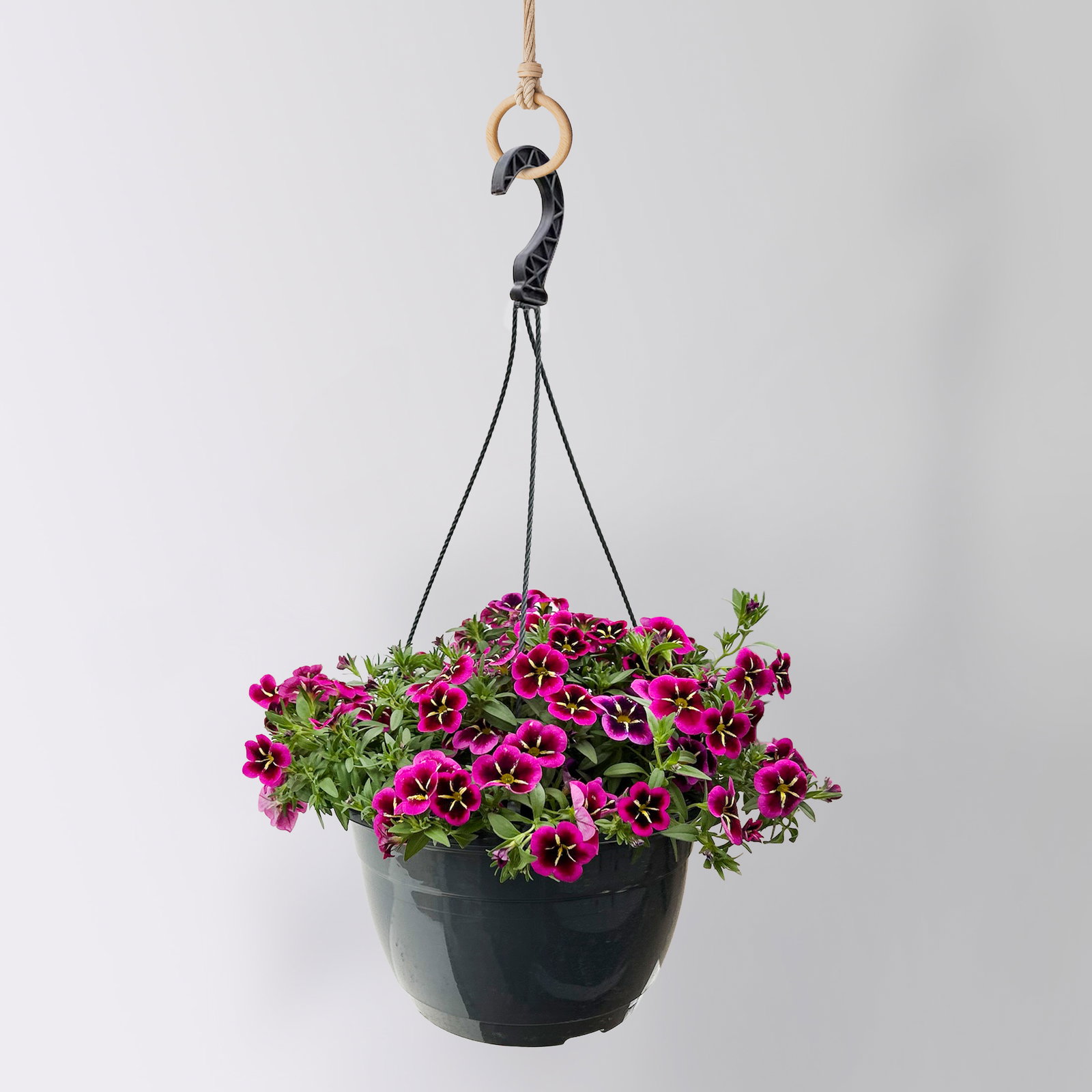 Zauberglöckchen 'Good Night Kiss', pink gesternt, Ampeltopf-Ø 27 cm