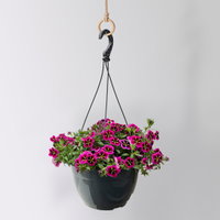 Zauberglöckchen 'Good Night Kiss', pink gesternt, Ampeltopf-Ø 27 cm