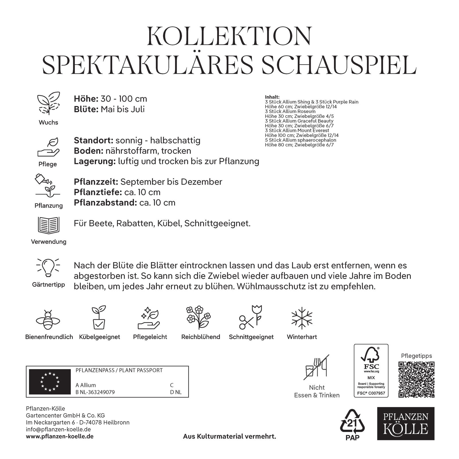 Allium-Blumenmischung 'Spektakuläres Schauspiel', 20 Zwiebeln