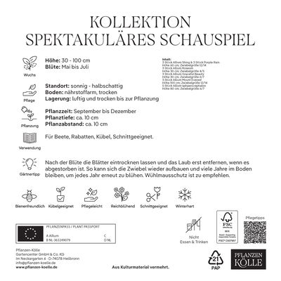 Allium-Blumenmischung 'Spektakuläres Schauspiel', 20 Zwiebeln