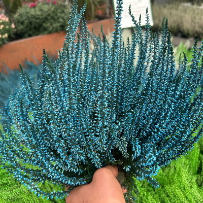 Knospenheide 'Picasso', blau & weiß gefärbt, Topf-Ø 12 cm, 6 Pflanzen Knospenheide 'Picasso', blau & weiß gefärbt, Topf-Ø 12 cm, 6 Pflanzen