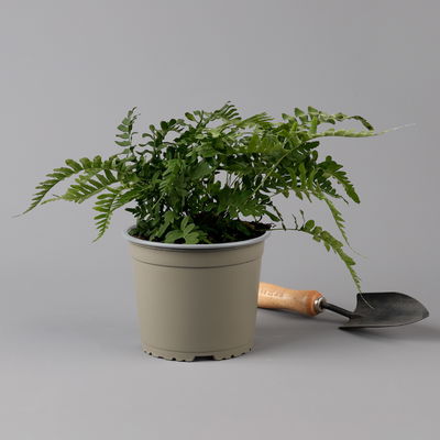 Gewöhnlicher Tüpfelfarn, Topf-Ø 17 cm, 2er-Set