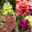 Pflanzenkreation Farbenrausch, groß, 6 Pflanzen inkl. Erde und Dünger