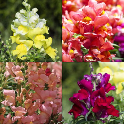 Pflanzenkreation Farbenrausch, groß, 6 Pflanzen inkl. Erde und Dünger