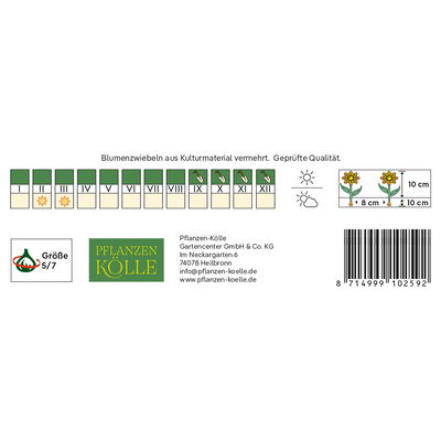 Botanische Krokusse 'Ard Schenk', weiß, Größe 5/7, 25 Blumenzwiebeln